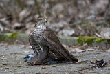 Image. Eurasian Sparrowhawk