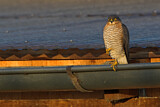 Image. Eurasian Sparrowhawk