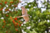 Image. Eurasian Sparrowhawk