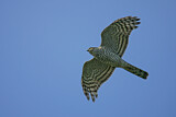 Image. Eurasian Sparrowhawk