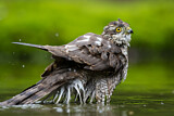 Image. Eurasian Sparrowhawk