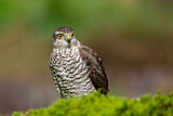 Image. Eurasian Sparrowhawk