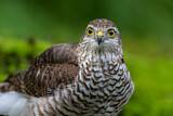 Image. Eurasian Sparrowhawk