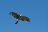 Image. Eurasian Sparrowhawk