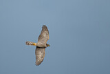 Image. Eurasian Sparrowhawk