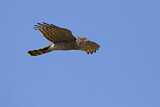 Image. Eurasian Sparrowhawk