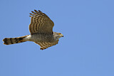 Image. Eurasian Sparrowhawk