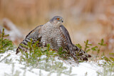 Image. Eurasian Sparrowhawk