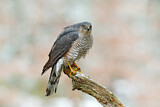 Image. Eurasian Sparrowhawk