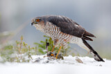 Image. Eurasian Sparrowhawk