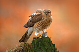 Image. Eurasian Sparrowhawk