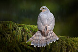 Image. Eurasian Sparrowhawk