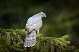 Image. Eurasian Sparrowhawk