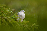 Image. Eurasian Sparrowhawk