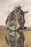 Image. Eurasian Sparrowhawk
