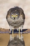 Image. Eurasian Sparrowhawk
