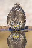 Image. Eurasian Sparrowhawk