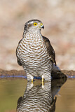 Image. Eurasian Sparrowhawk