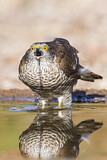 Image. Eurasian Sparrowhawk