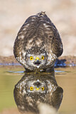 Image. Eurasian Sparrowhawk