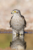 Image. Eurasian Sparrowhawk