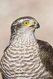 Image. Eurasian Sparrowhawk
