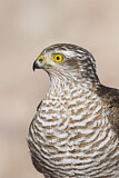 Image. Eurasian Sparrowhawk