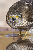 Image. Eurasian Sparrowhawk