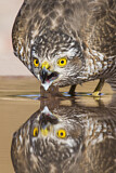 Image. Eurasian Sparrowhawk