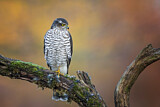 Image. Eurasian Sparrowhawk