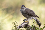 Image. Eurasian Sparrowhawk
