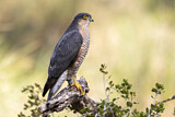 Image. Eurasian Sparrowhawk