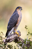 Image. Eurasian Sparrowhawk