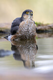 Image. Eurasian Sparrowhawk