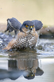 Image. Eurasian Sparrowhawk