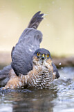 Image. Eurasian Sparrowhawk