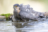 Image. Eurasian Sparrowhawk