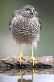 Image. Eurasian Sparrowhawk