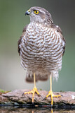 Image. Eurasian Sparrowhawk