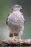 Image. Eurasian Sparrowhawk