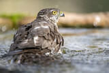 Image. Eurasian Sparrowhawk