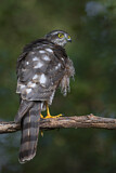 Image. Eurasian Sparrowhawk