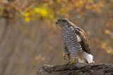 Image. Eurasian Sparrowhawk