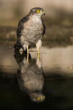 Image. Eurasian Sparrowhawk