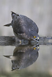 Image. Eurasian Sparrowhawk