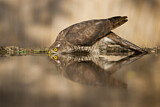 Image. Eurasian Sparrowhawk