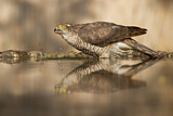 Image. Eurasian Sparrowhawk