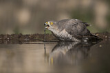 Image. Eurasian Sparrowhawk
