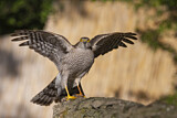 Image. Eurasian Sparrowhawk