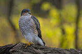 Image. Eurasian Sparrowhawk
